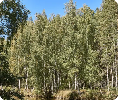 Красная Слобода фото